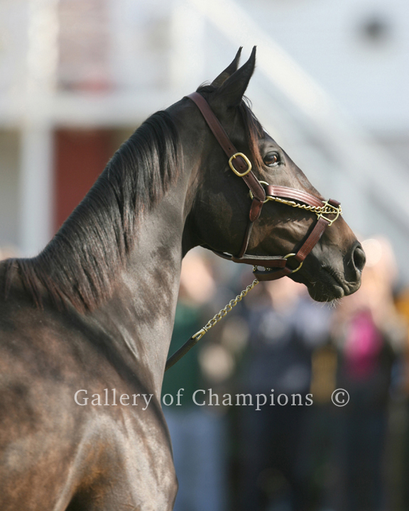 Zenyatta Portrait #1 Photo 8