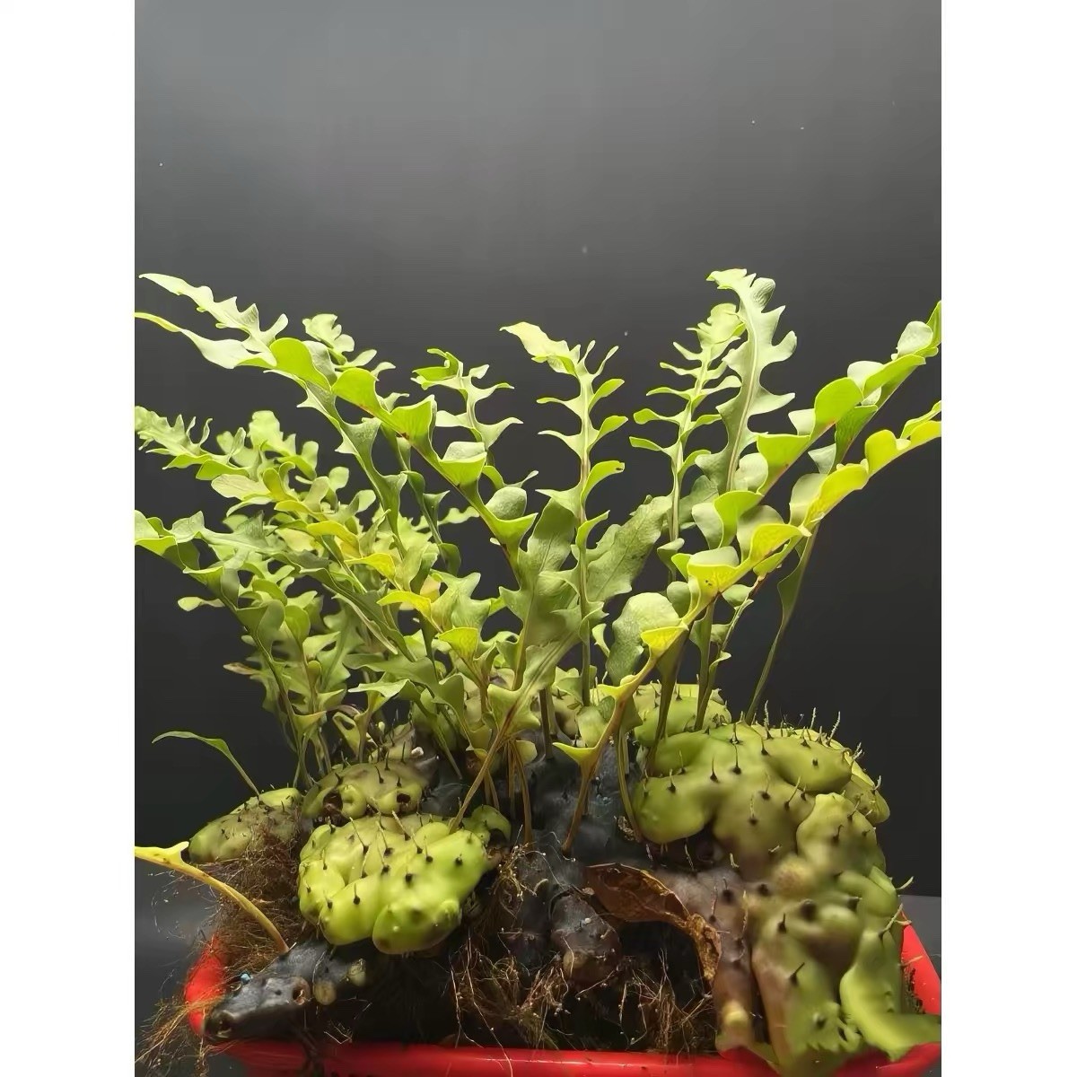 Lecanopteris sp. Rare Ant Fern Sporeling Live Plant 8cm Pot
