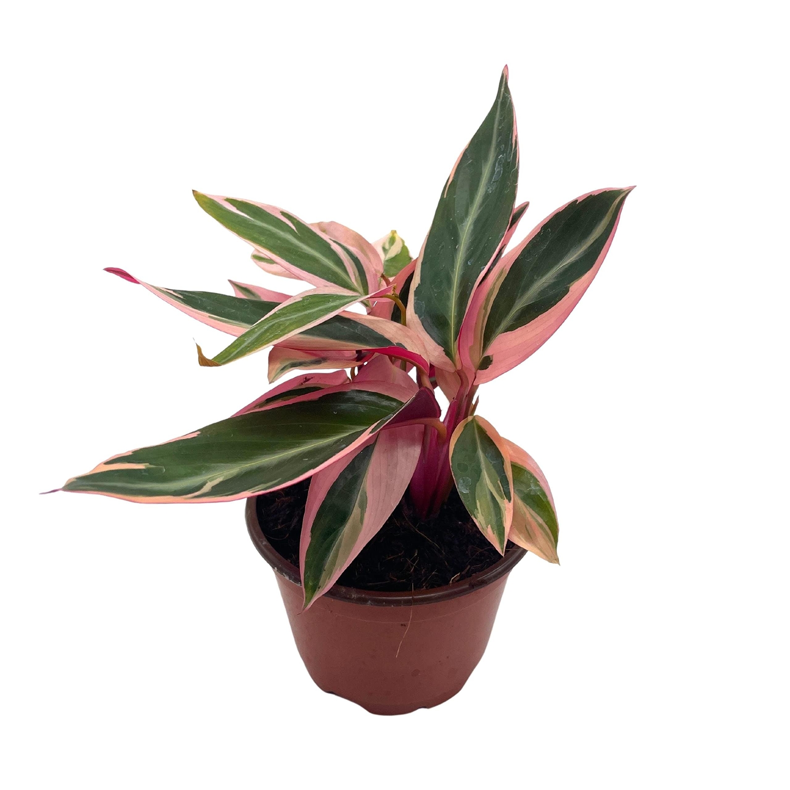 Stromanthe Triostar 4 inch Sanguinea Beautiful and Easy Indoor House Plant Stromanthe Triostar 4 inch Sanguinea Beautiful and Easy Indoor House Plant