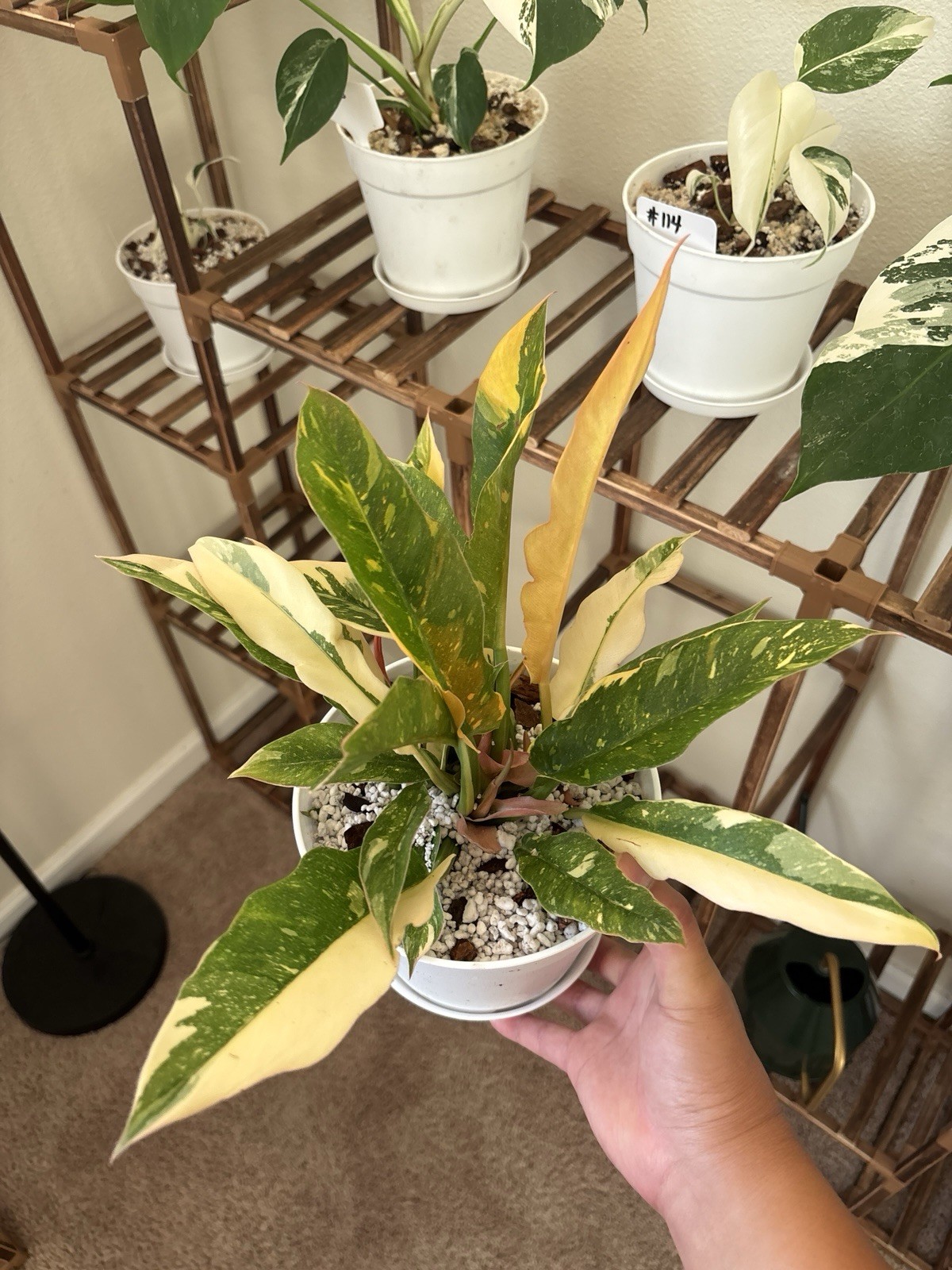 Philodendron Ring Of Fire 6