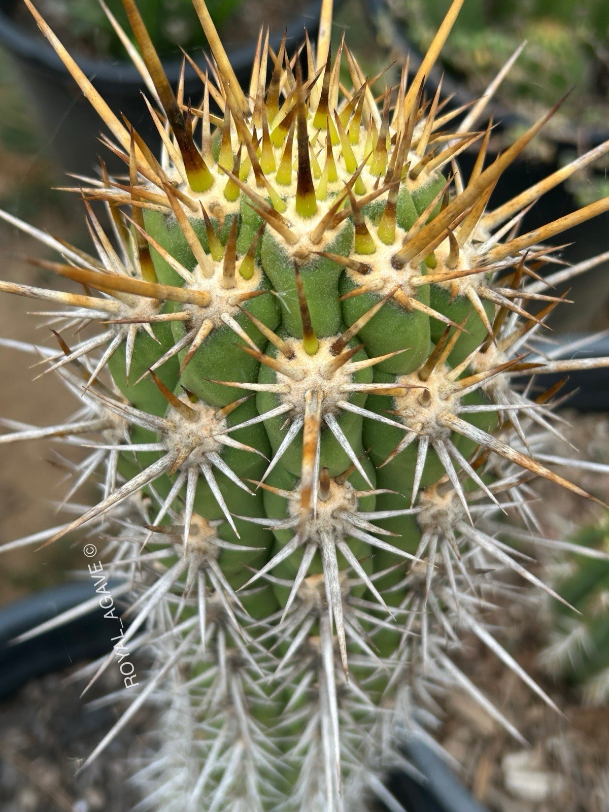 Leucostele chiloensis - Rare Cactus  -  Robust Colorful Spines Echinopsis