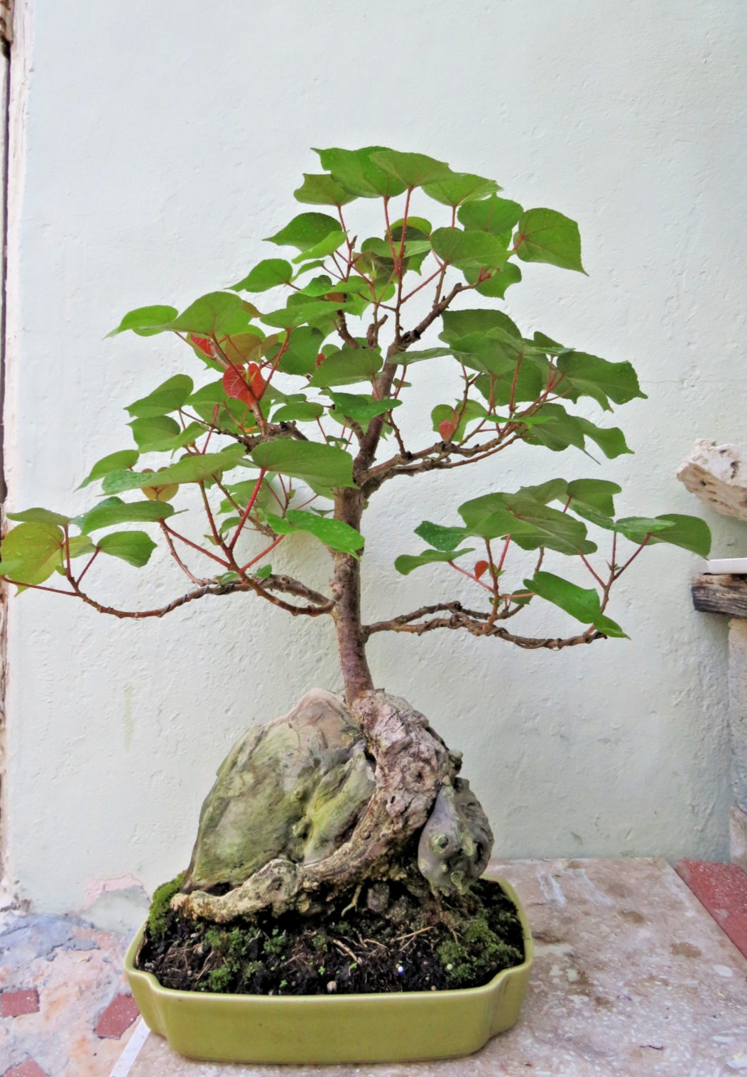 Hibiscus tiliaceus Live Mahoe plant, Giant Natural Deadwood Tropical Bonsai tree
