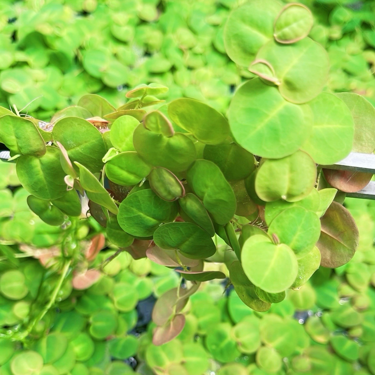 Red Root Floater 60+ Leaves Live  Aquarium Floating Plant Buy 2 Get 1 Free