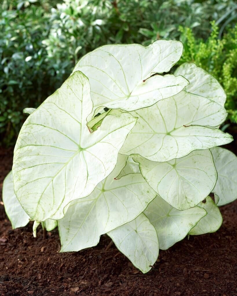 Florida Moonlight Caladium Bulbs Florida Moonlight Caladium Bulbs