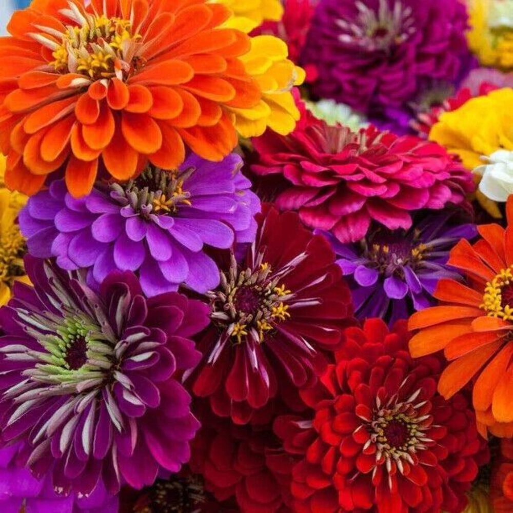 100 CALIFORNIA GIANTS ZINNIA SEED MIX |2026 SALE NON GMO HEIRLOOM 100 CALIFORNIA GIANTS ZINNIA SEED MIX |2026 SALE NON GMO HEIRLOOM