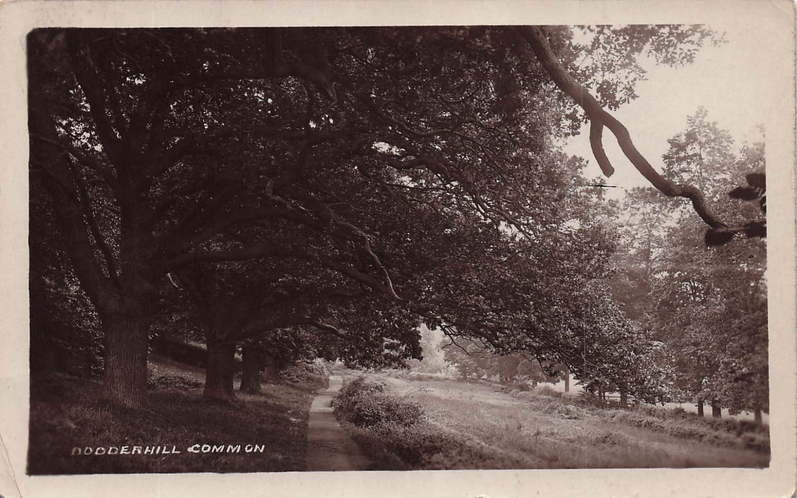 Dodderhill Common England Country Lane Trees RPPC Vtg Postcard J62