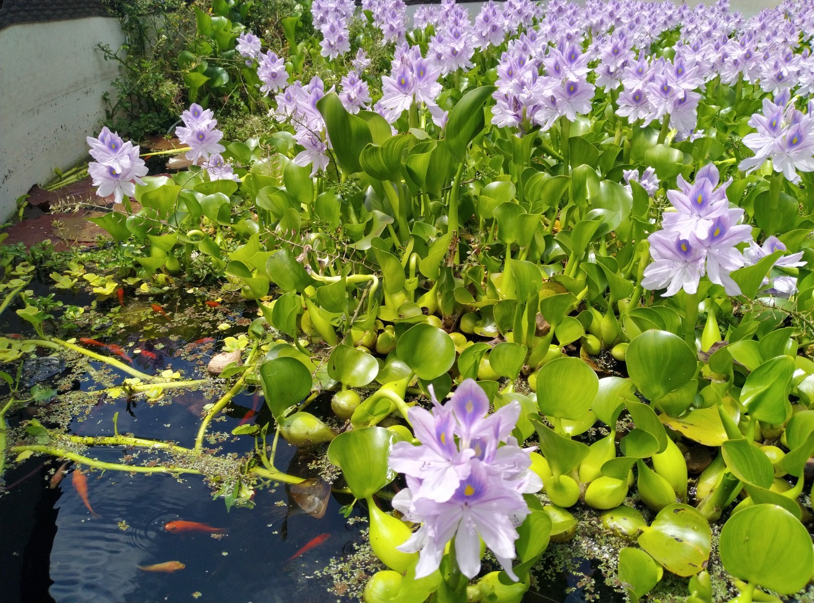 5 Live Water Hyacinth Plants, Purple Flowers, Floating Aquatic Plants for Ponds 5 Live Water Hyacinth Plants, Purple Flowers, Floating Aquatic Plants for Ponds