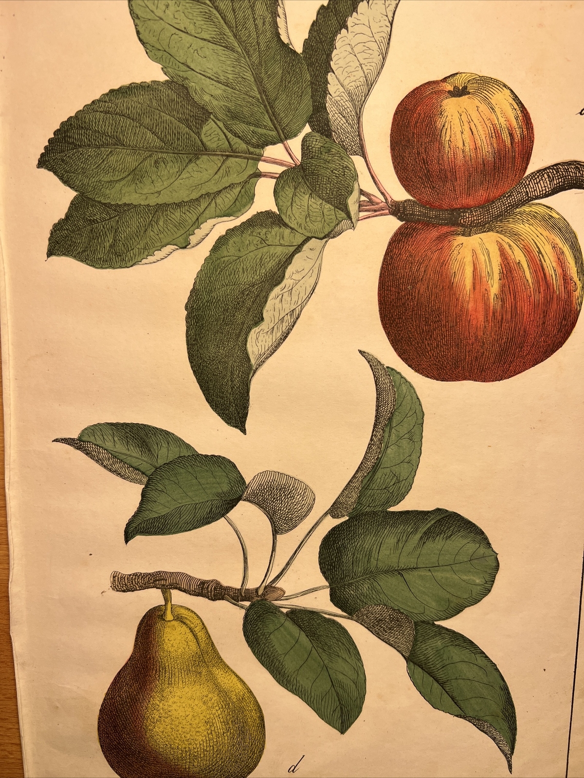 Apples 🍎 Pear 🍐 Fruits Flora Antique Lithograph 1838 Hand Coloured Botanica
