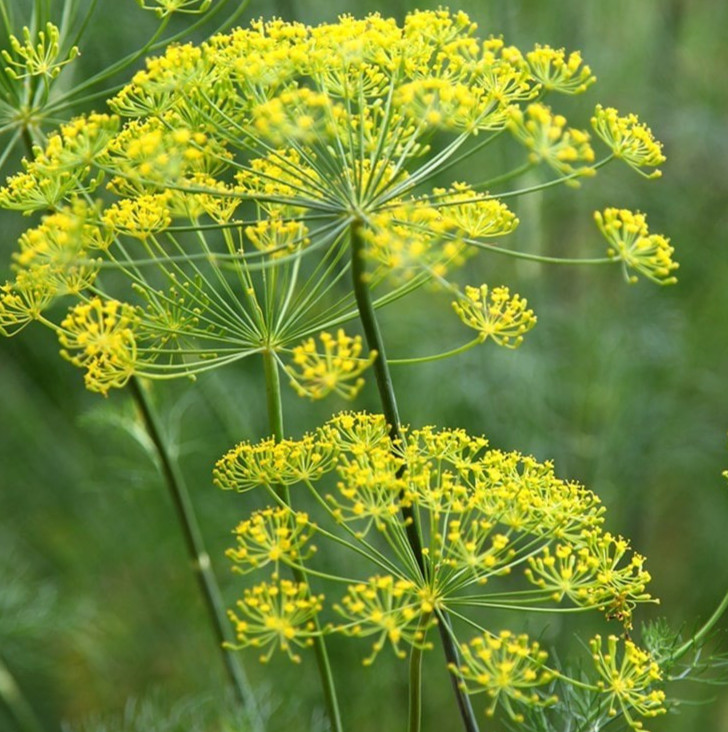 DUKAT DILL SEEDS 1000+ Anethum graveole ANNUAL herb GARDEN pickling 