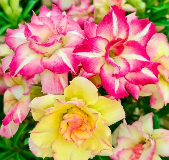 2 Rare Desert Rose Seedlings. Color changing. Triple bloom. 2 Rare Desert Rose Seedlings. Color changing. Triple bloom.