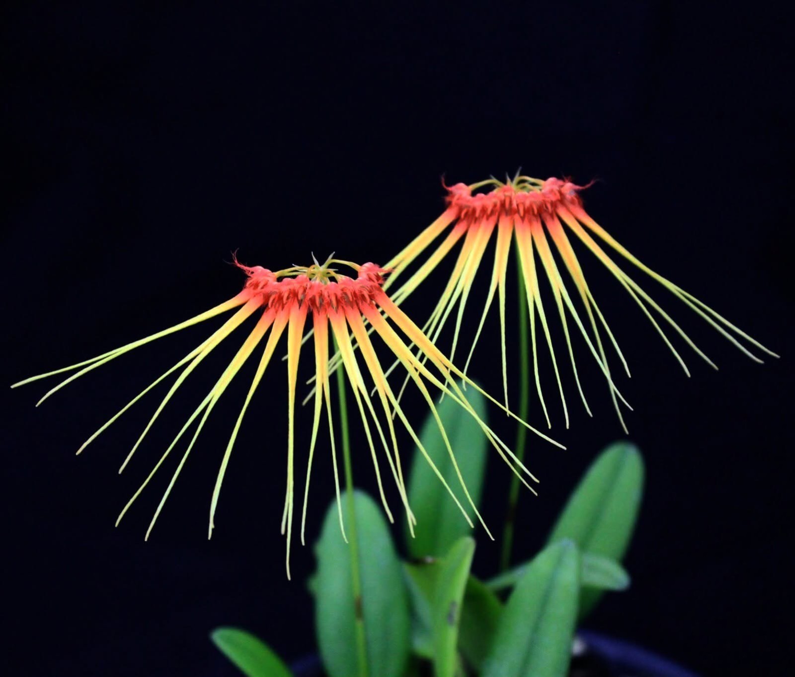 RARE Bulbophyllum hirundinis rare Miniature Orchid Seedling