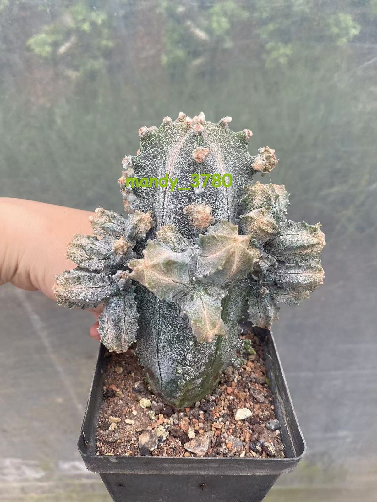 RareSucculent Plant Astrophytum myriostigma var. columnare Monstata 8-10CM