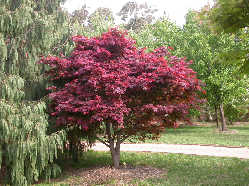 25 + ( Bloodgood ) Atropurpureum Japanese Maple tree seeds 25 + ( Bloodgood ) Atropurpureum Japanese Maple tree seeds