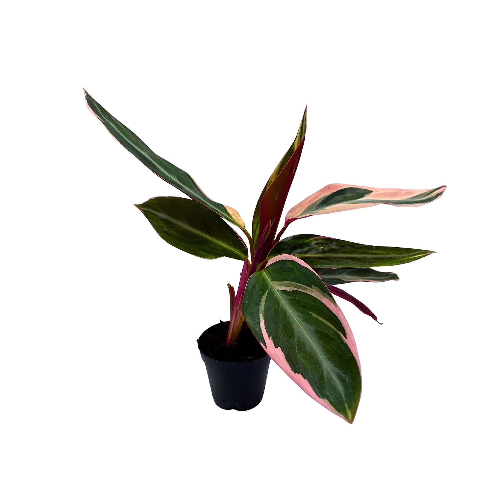 Stromanthe Triostar, Stromanthe Sanguinea, Stromanthe Thalia, and Tricolor Plant Stromanthe Triostar, Stromanthe Sanguinea, Stromanthe Thalia, and Tricolor Plant