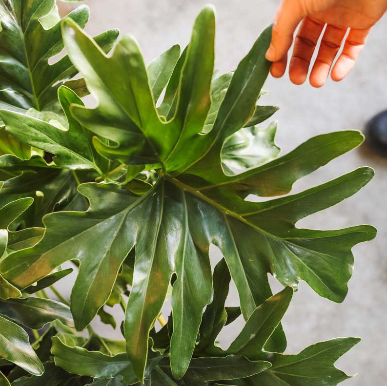 2 Philodendron Selloum Plants - Tropical Houseplants - Indoor Foliage Plants
