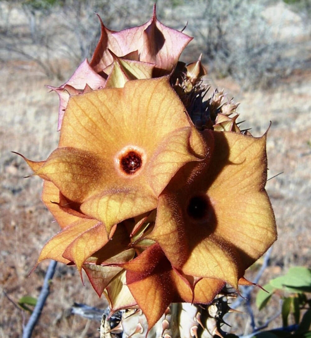 Hoodia parviflora SEEDS - Hoodia | Hoodia cactus