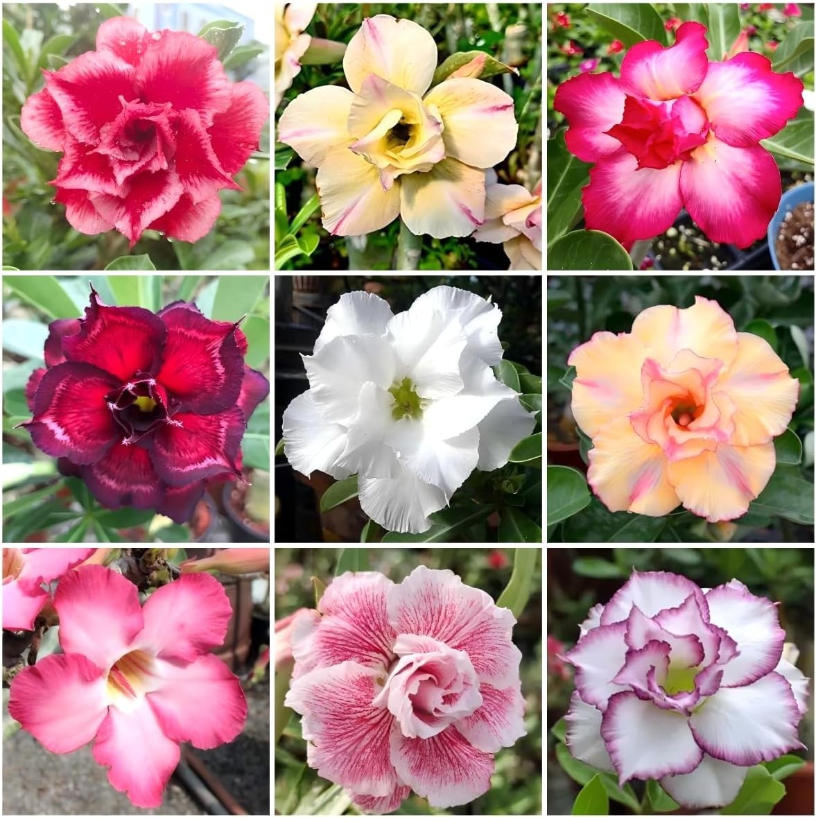 125+ Mixed Color Desert Rose Seeds for Planting - Adenium Obesum Succulent Seeds