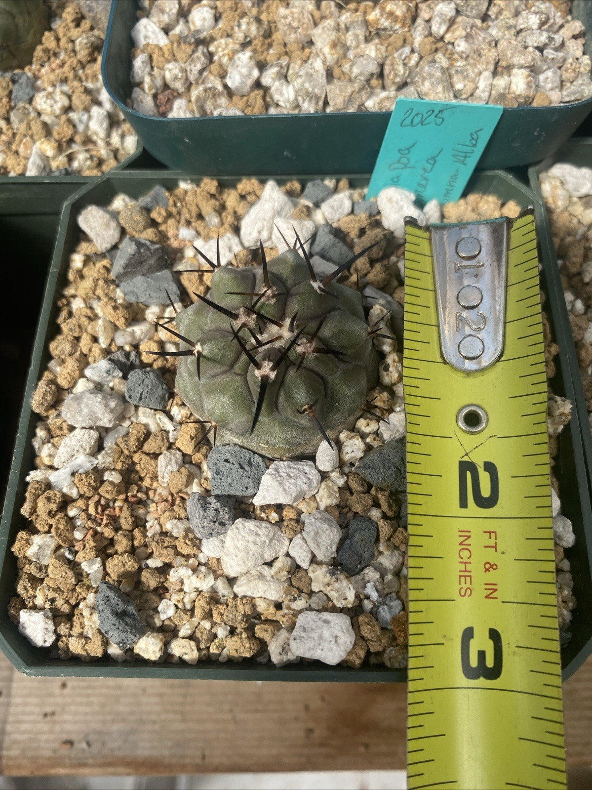 Seedgrown Copiapoa Cinerea Seedgrown Copiapoa Cinerea