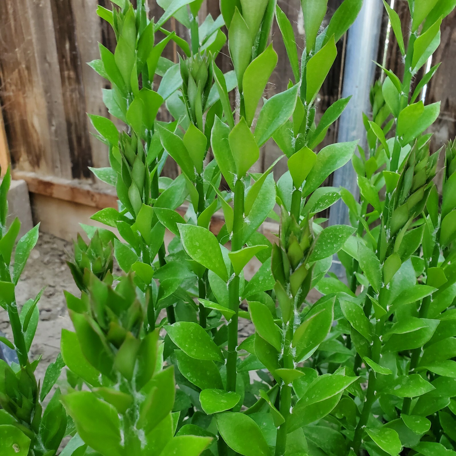 QTY 5 Pereskiopsis Spathulata grafting stock cuttings 4-5 inch QTY 5 Pereskiopsis Spathulata grafting stock cuttings 4-5 inch