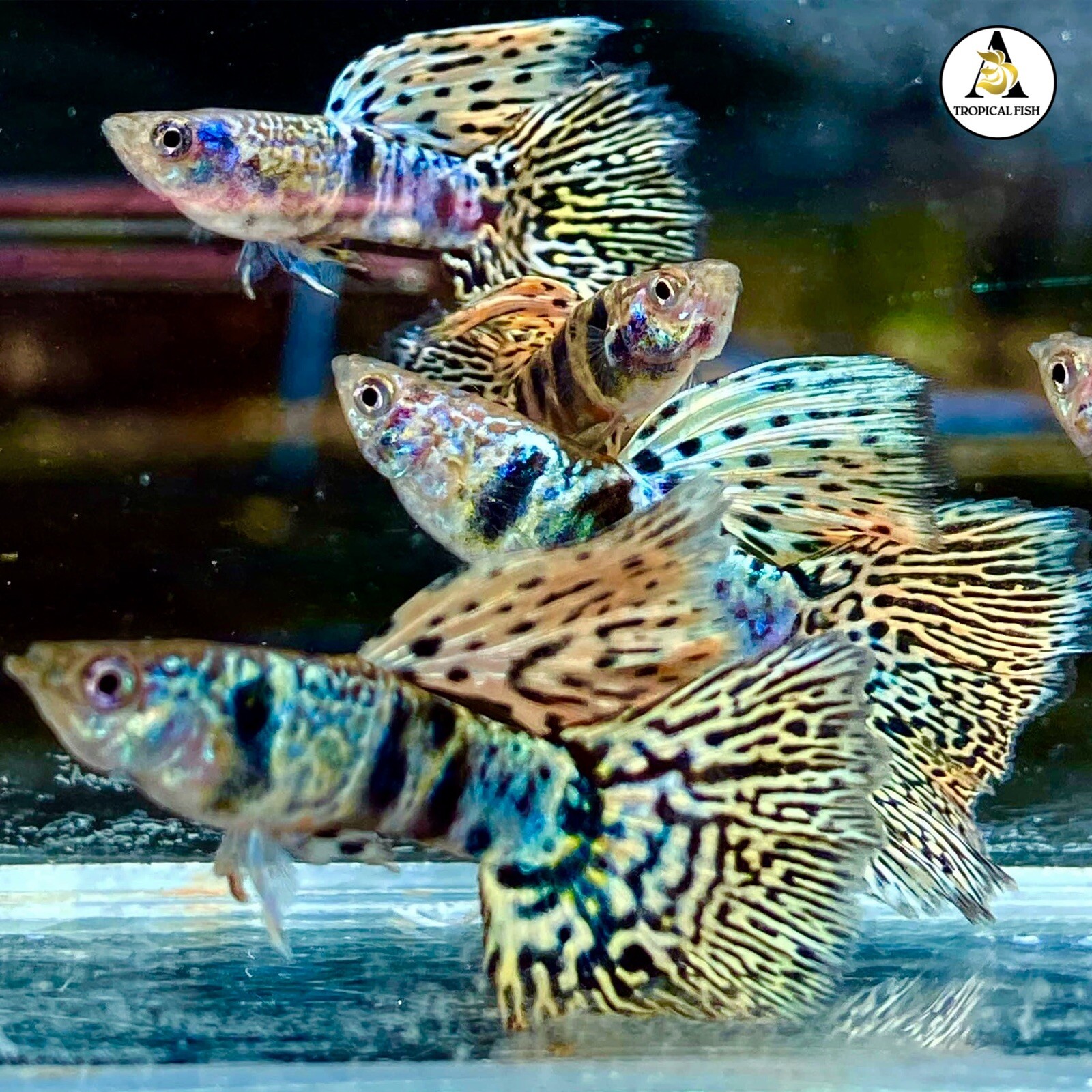 1 Pair - Live Aquarium Guppy Fish High Quality  -  Fancy Yellow Tiger King Cobra