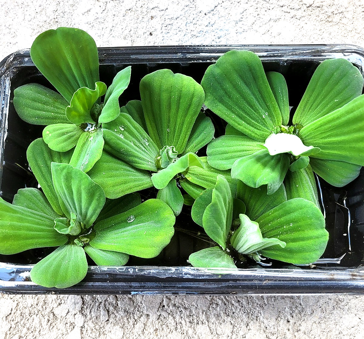 30 Water Lettuce Pond Plants MEDIUM Live Plant Floating,NO FLORIDA,READ BELOW 30 Water Lettuce Pond Plants MEDIUM Live Plant Floating,NO FLORIDA,READ BELOW