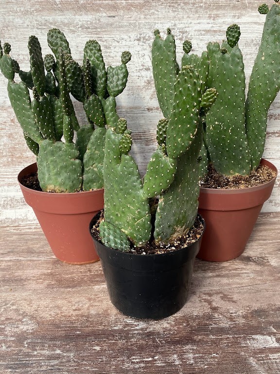 Road Kill Cactus Opuntia rubescens Live 3 unrooted pads  Rare