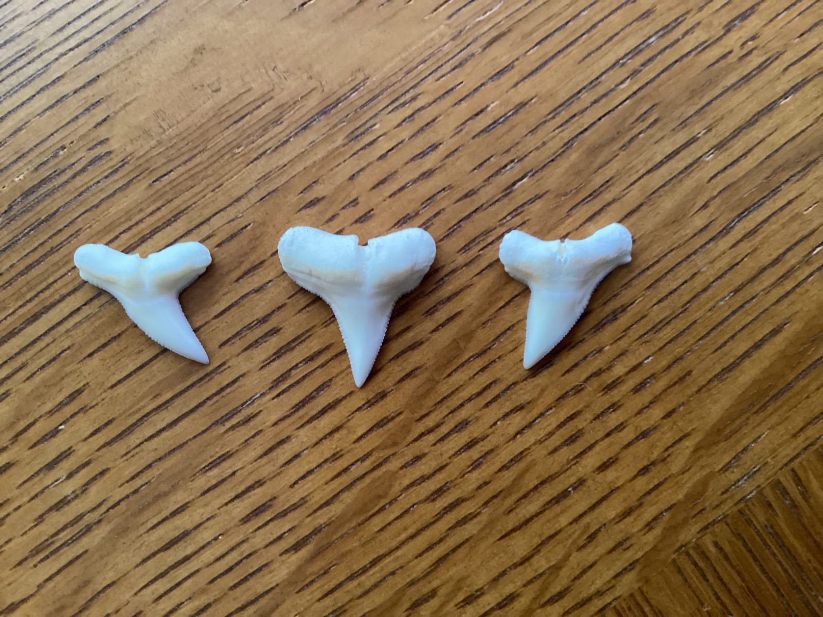 3 Excellent Hammerhead shark teeth - Modern day - 3/4 3 Excellent Hammerhead shark teeth - Modern day - 3/4