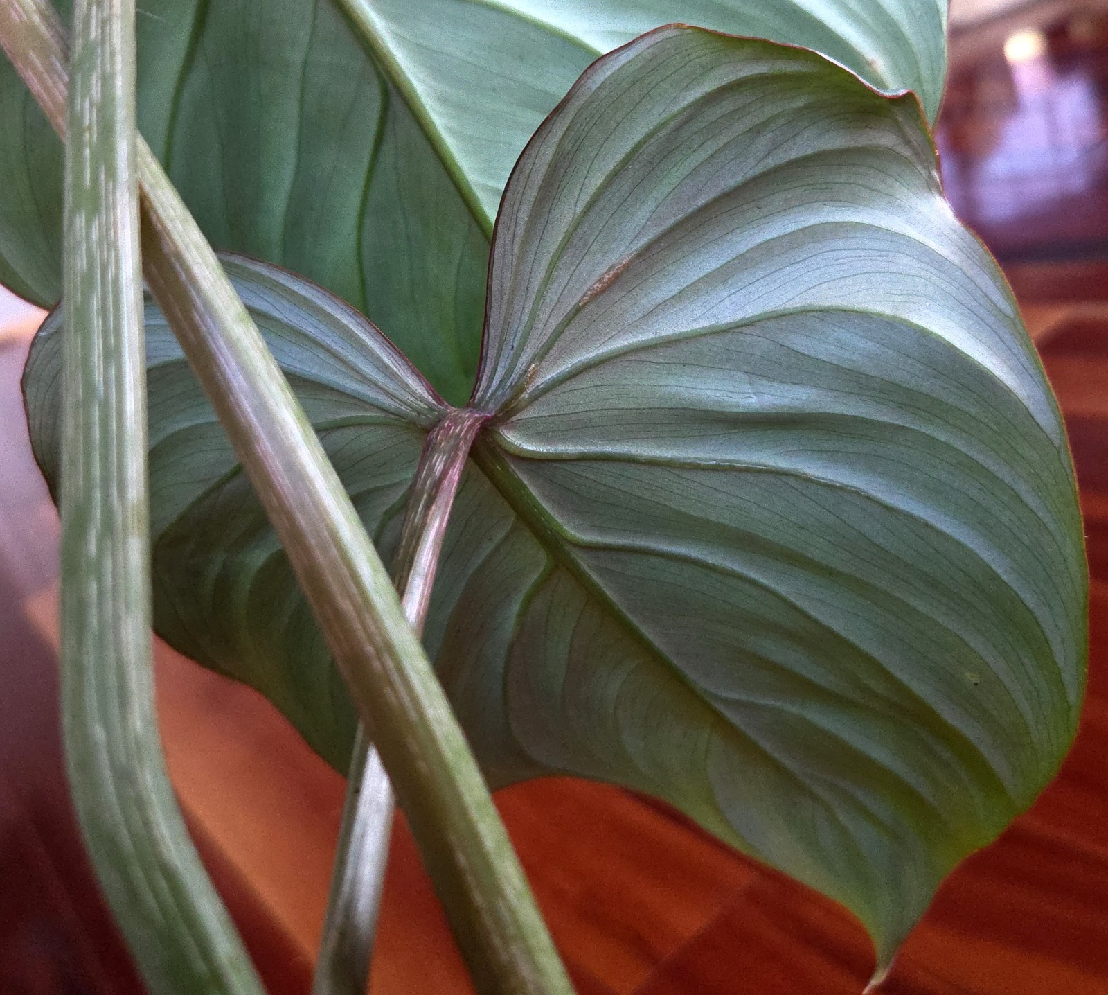 RARE XL Philodendron Gloriosum Pink Back 22