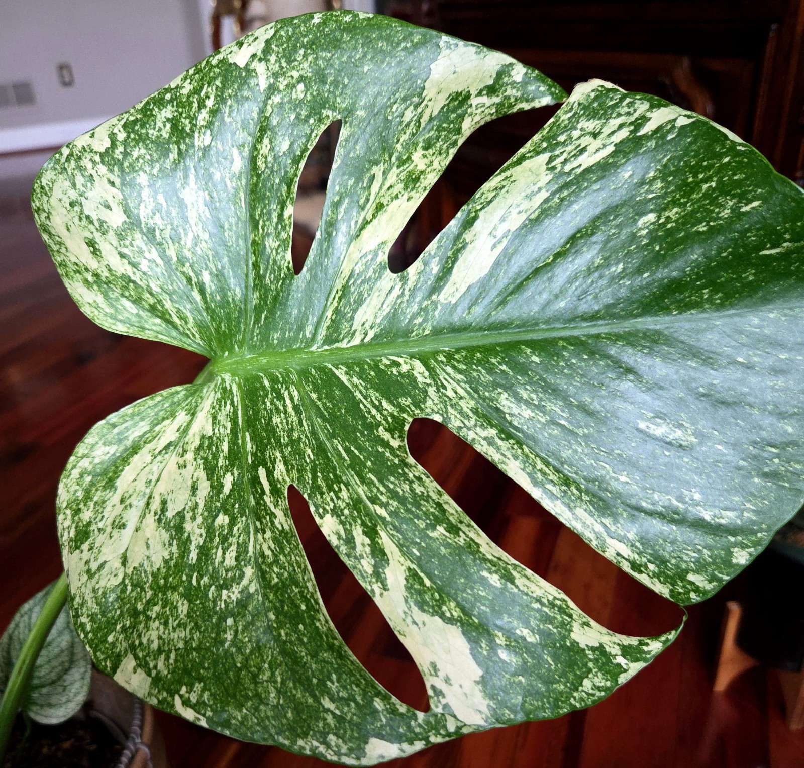 Rare XL Monstera Thai White Monster 24\
