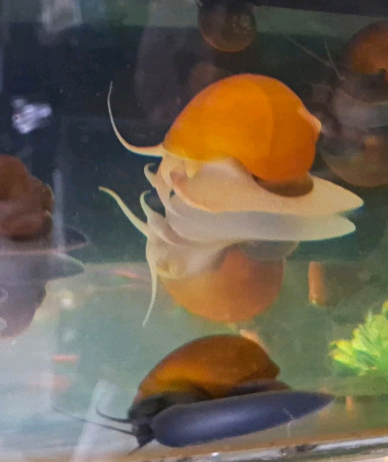 3 Large Live Freshwater Mystery Snails - Golden Ivory/Honey Jade 3 Large Live Freshwater Mystery Snails - Golden Ivory/Honey Jade