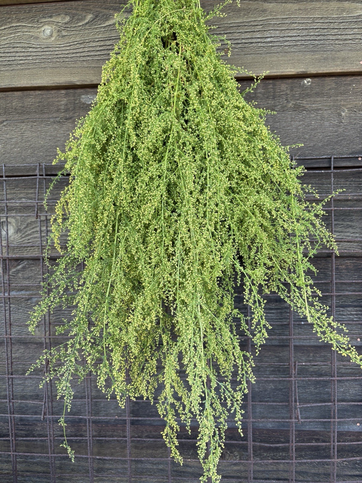Primitive Fall Sweet Annie - Beautiful and Fragrant Primitive Fall Sweet Annie - Beautiful and Fragrant