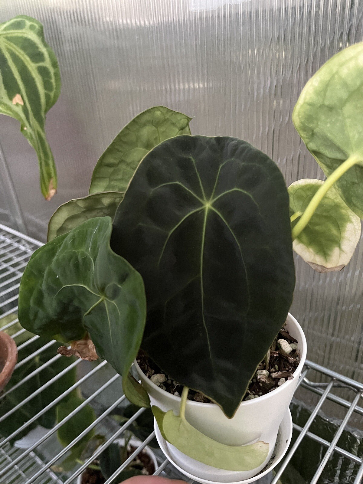 Anthurium Forgetii Dark Form From SEED Aroid