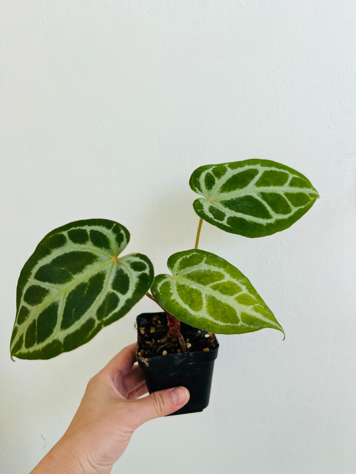 Crystal Anthurium Crystallinum, Velvety Leaf Tropical Plant (3\