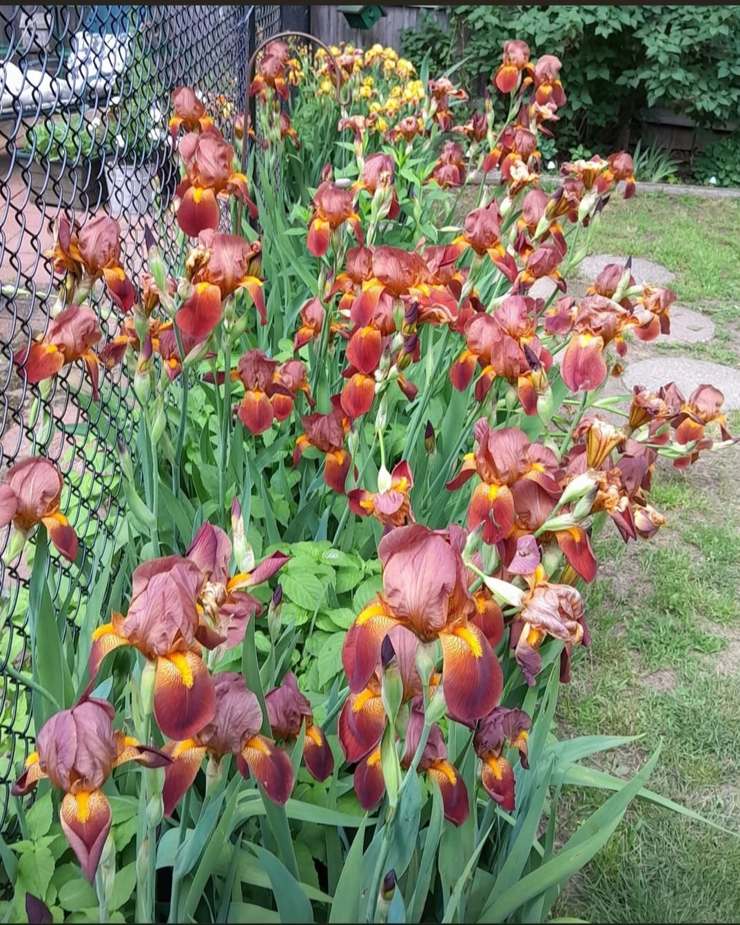 Vintage Tall Bronze Bearded Iris Rhizome Vintage Tall Bronze Bearded Iris Rhizome