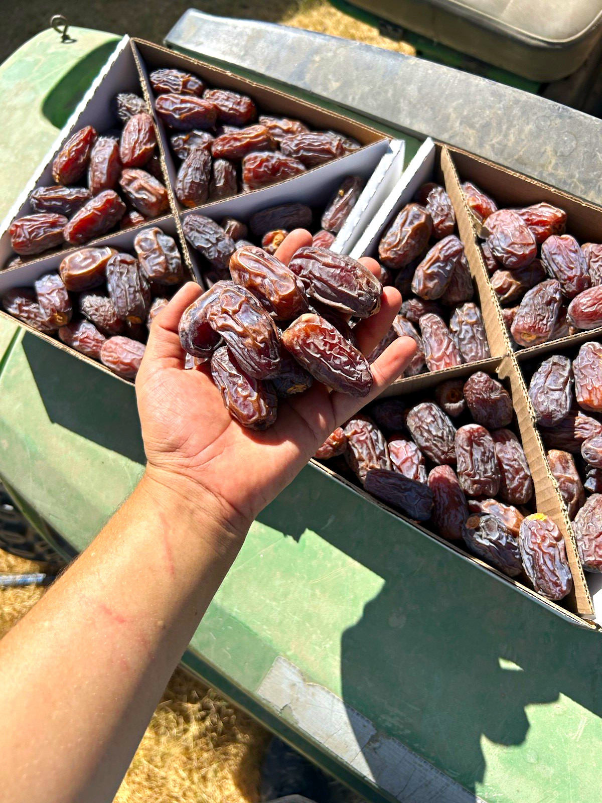 11 LB Organic Medjool Date | Fresh 2026 Harvest | California Grown 🌴🌴 11 LB Organic Medjool Date | Fresh 2026 Harvest | California Grown 🌴🌴