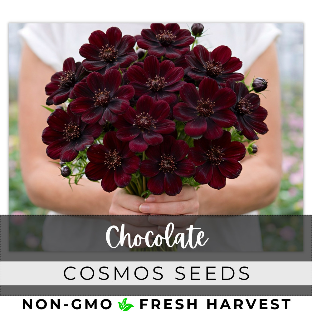 Cosmos Seeds 100+ Seeds - Chocolate - Flower Seeds, Annual Seeds, Bulk