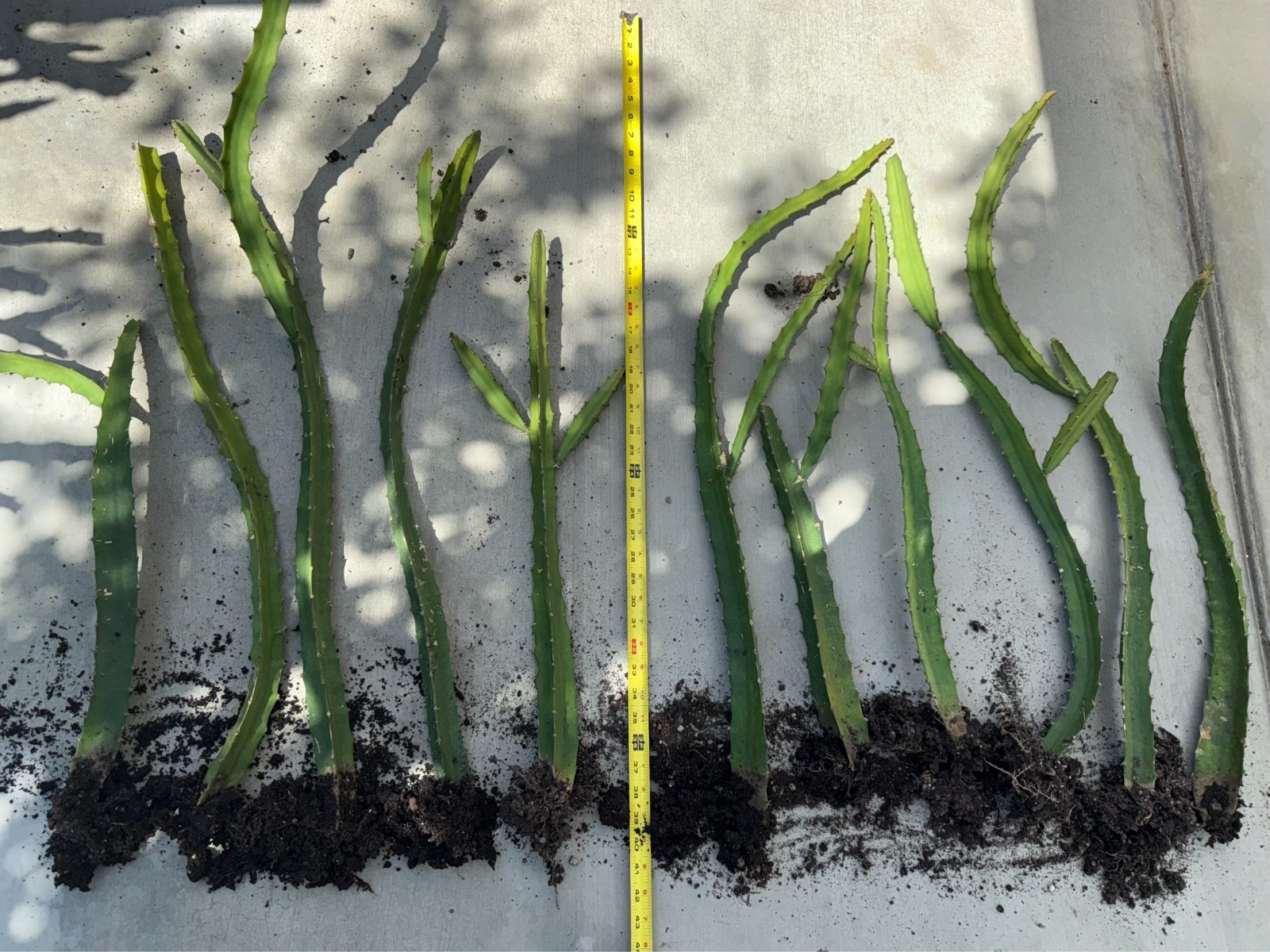 Special sale Yellow Sweet Dragon Fruit Variety“PALORA”  2.0-2.5 Foot with Root