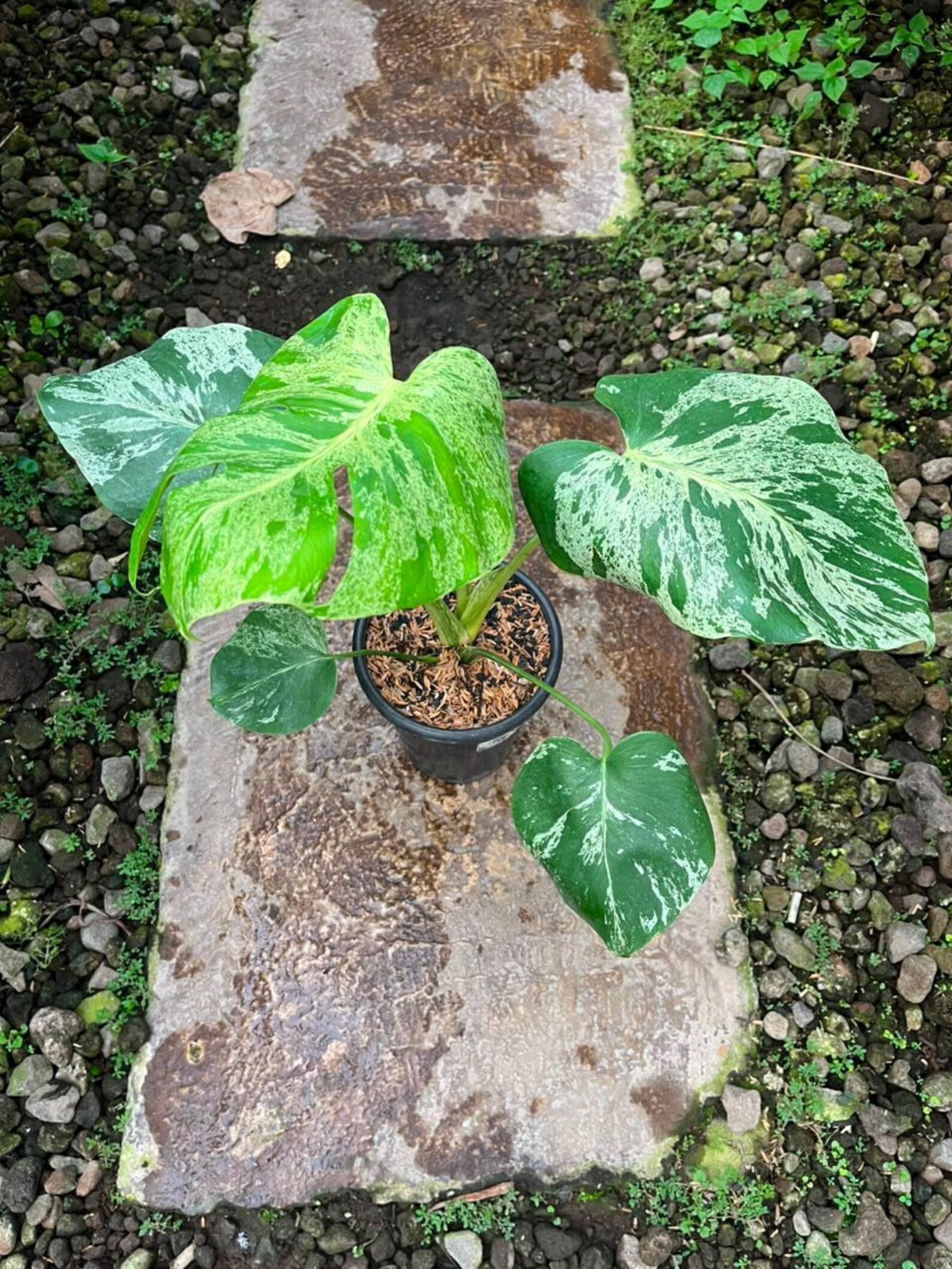 Real Picture Monstera Bulbasaur Variegated Rare Plant