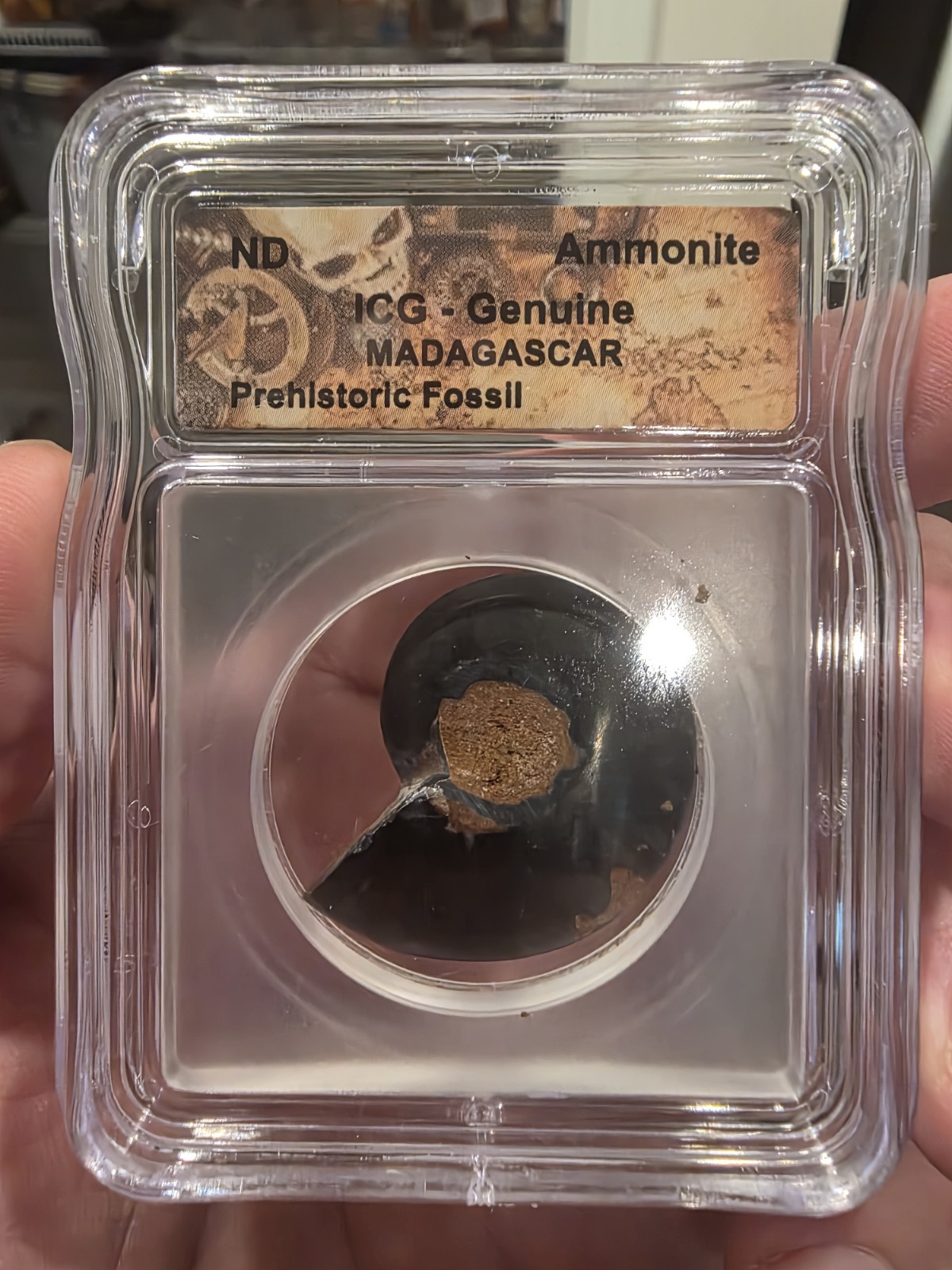 Ammonite ICG Genuine MADAGASCAR Prehistoric Fossil Ammonite ICG Genuine MADAGASCAR Prehistoric Fossil