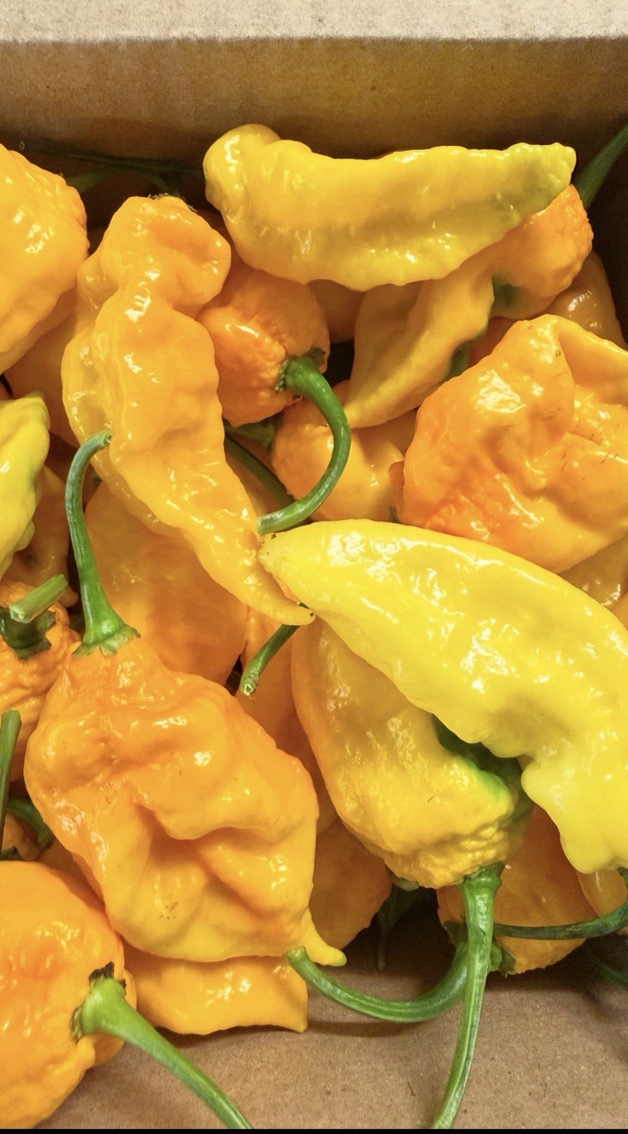 60 freshly Picked yellow ghost pepper (Yellow Bhut Jolokia) Mix Organic