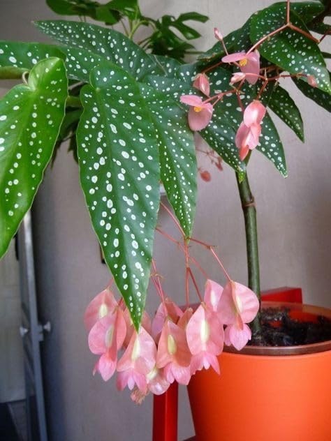 Imported Drooping Begonia For Your Home & Garden pack of 4 bulbs