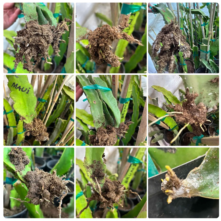 Rooted Dragon Fruit Starter Plants 12 inch plus Many varieties available