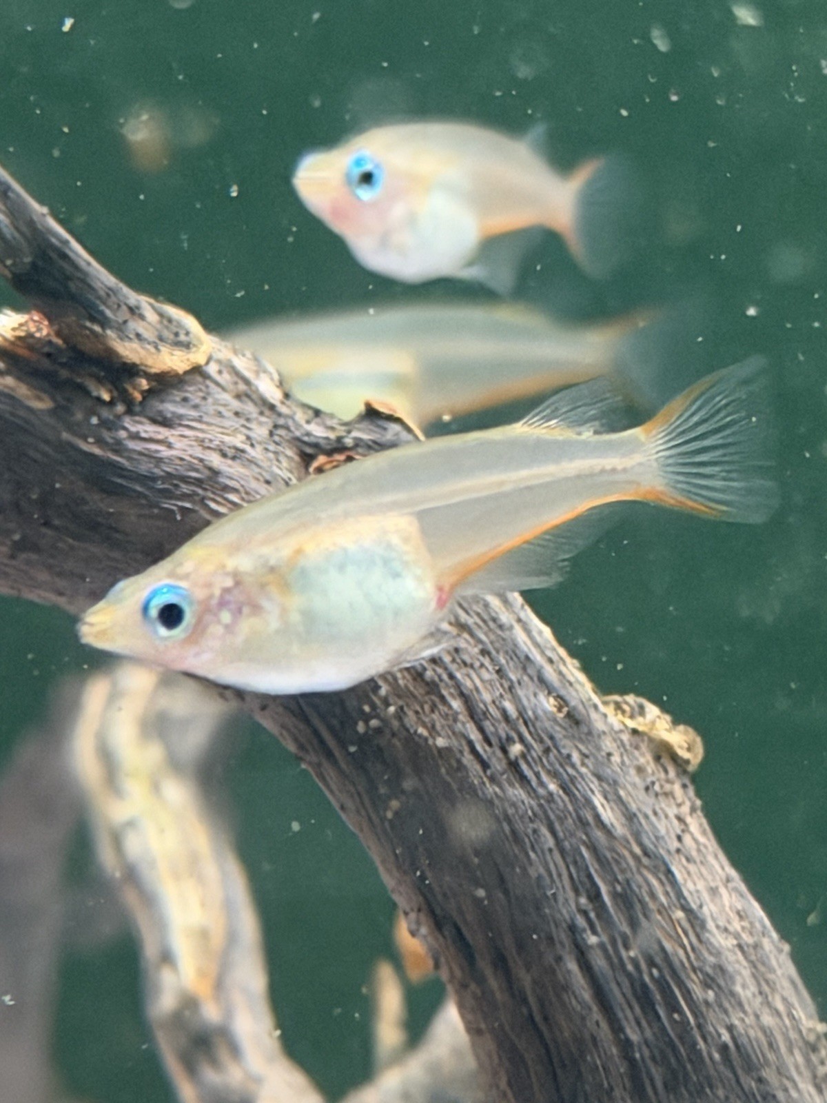 8 Pack Blue Eyed Daisy Medaka Rice Fish Hobbyist Bred/High-Quality 8 Pack Blue Eyed Daisy Medaka Rice Fish Hobbyist Bred/High-Quality