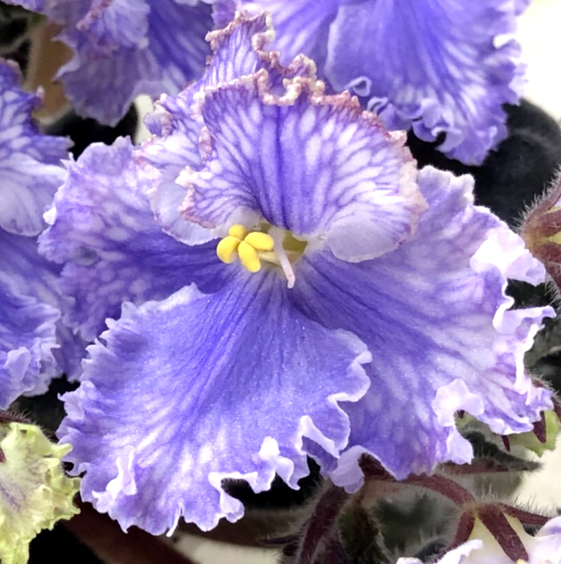 2 African Violet Leaves ~ * FEATHER (I. FREDETTE) * ~ 2 African Violet Leaves ~ * FEATHER (I. FREDETTE) * ~