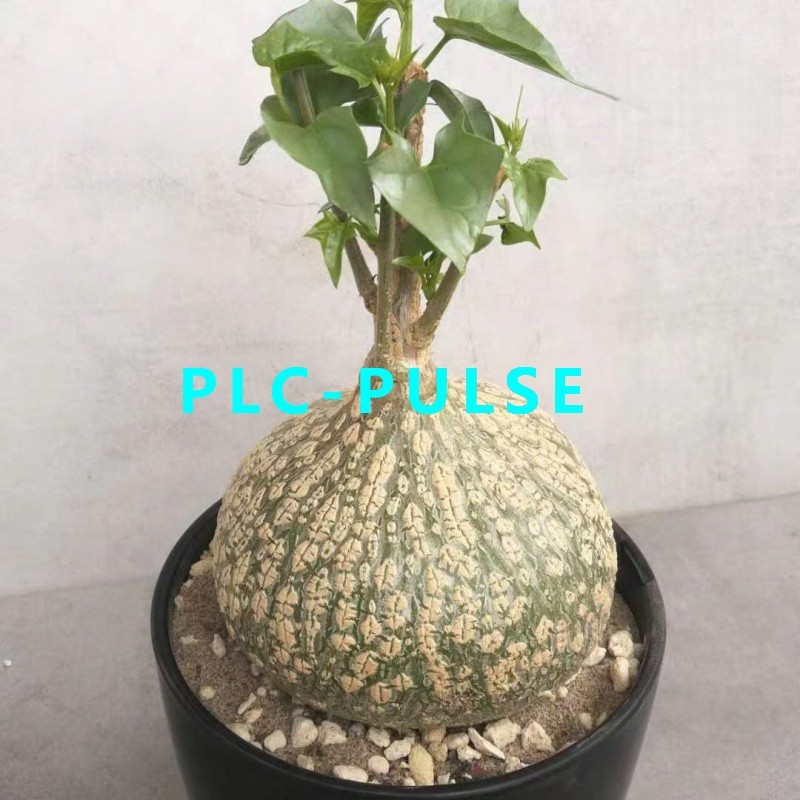 1PCS Cactus Plants Gerrardanthus macrorhizus Beautiful Garden 6-7cm