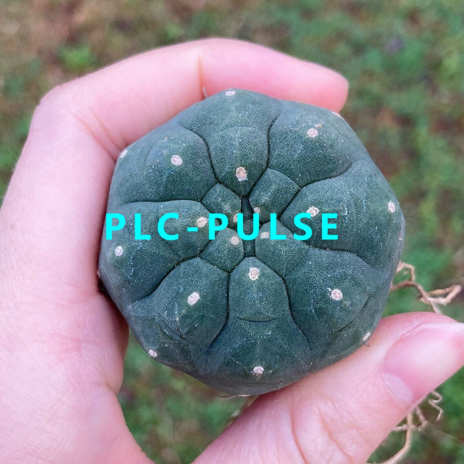 3PCS  Plant Matucana Madisoniorum RareSucculent Cute Cactus 5-6cm