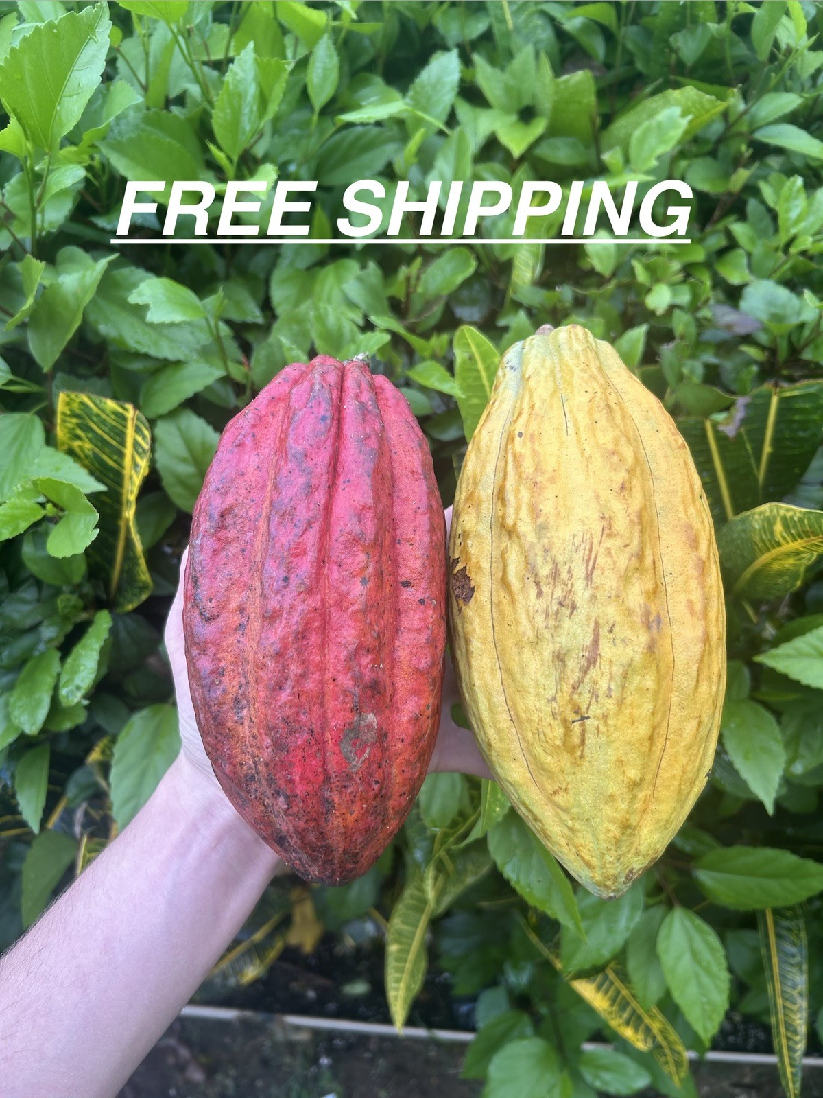 2 Fresh Organic Cacao Pods Natural Cocoa Fruit Premium Tropical Quality 2 Fresh Organic Cacao Pods Natural Cocoa Fruit Premium Tropical Quality
