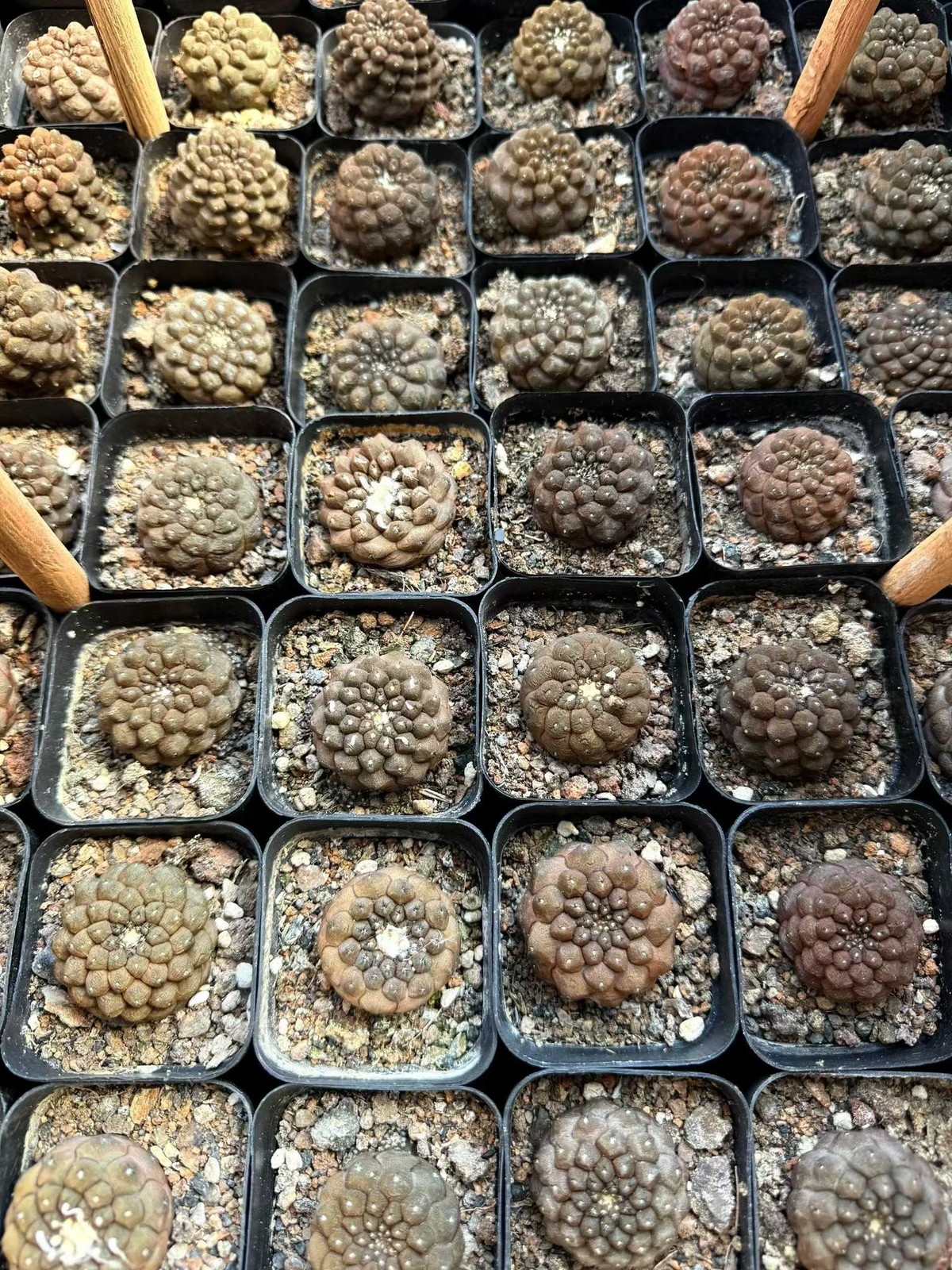 1PCS Copiapoa hypogaea 'Lizard Skin' cactus Cacti Succulent 3CM