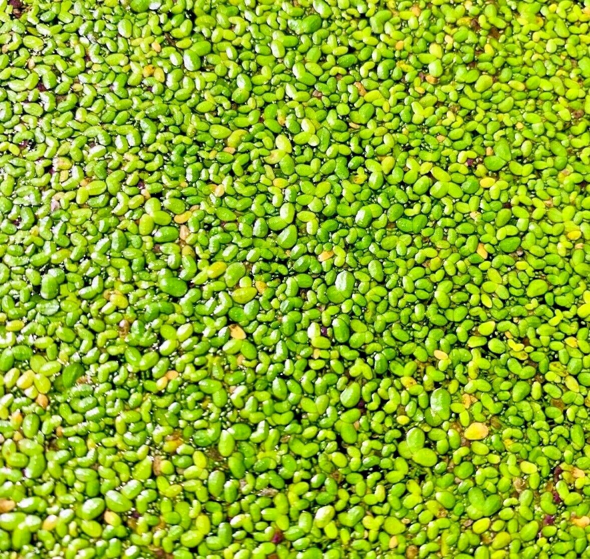 *BUY 2 GET 1 FREE* 1000+ Duckweed Lemna Minor Easy Live Aquarium Floating Plant✅