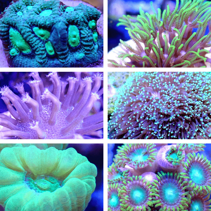 Coral Frag Value Pack Multiple Sizes To Choose From, Click To See Them All